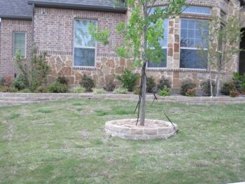 Retaining Wall for Tree