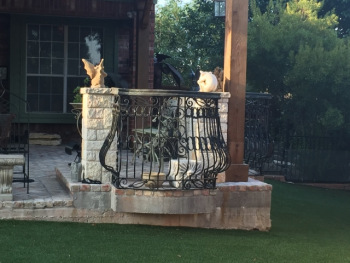 Metal Fence with Stone Column