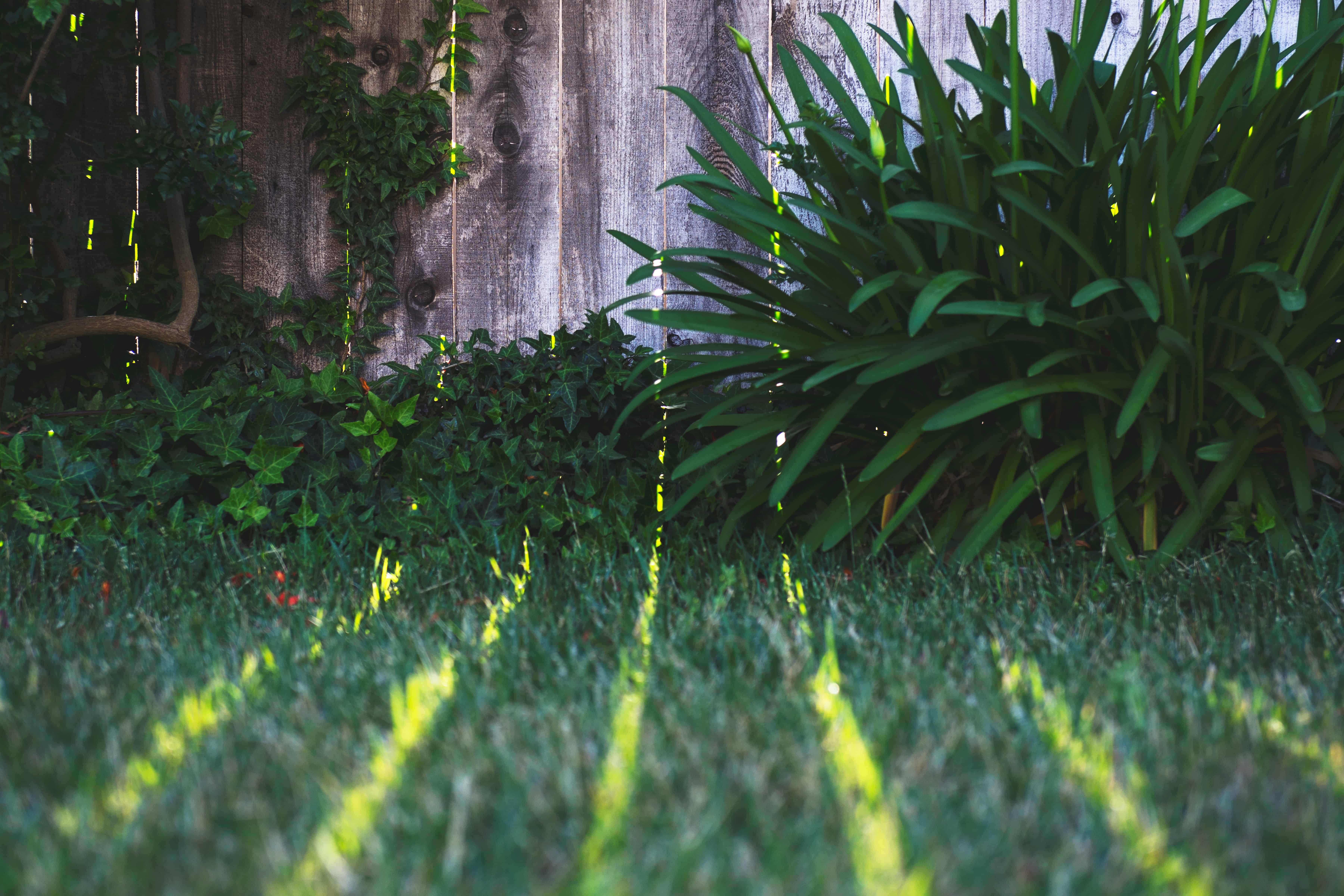 outdoor pests - backyard landscaping with wooden fence