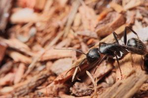 choosing the right fence - close up photo of wood chips with carpenter ant