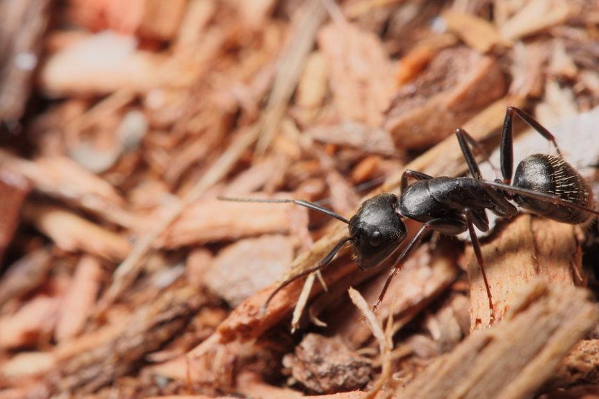 backyard pests - carpenter ants on wood