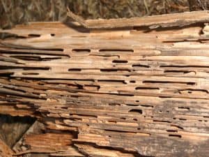 outdoor pests and fence maintenance - termite infested wood